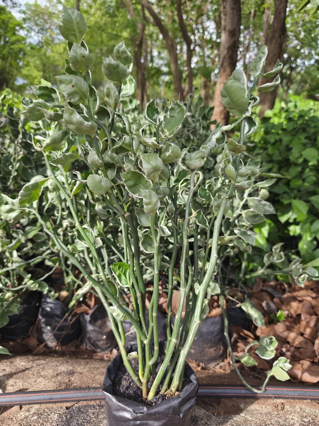 ต้นแสยกกวักเงินกวักทองใบด่าง zigzag plant