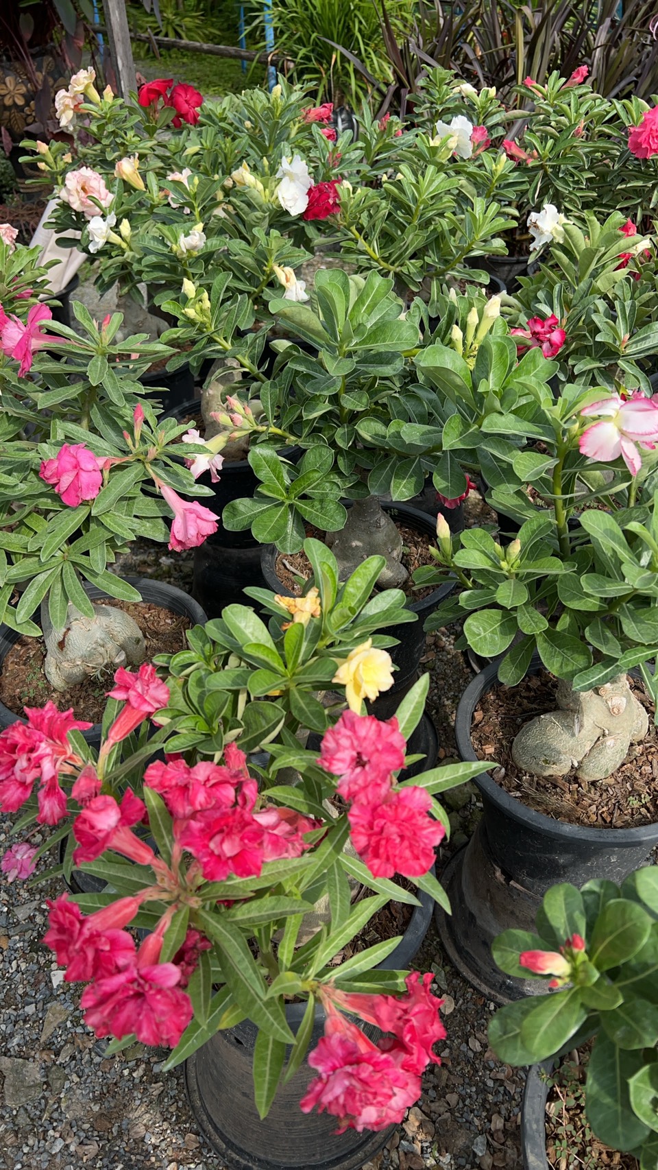 ชวนชม Adenium