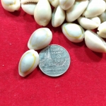 เบี้ยหอย เงินสมัยเก่า