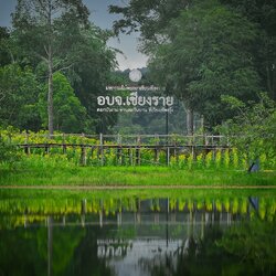 “ดอกบัวงามทานตะวันบาน ที่เวียงเชียงรุ้ง”จ.เชียงราย