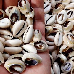 หอยเบี้ยเปลือกหอยสำหรับการตกแต่งแบบชนเผ่า