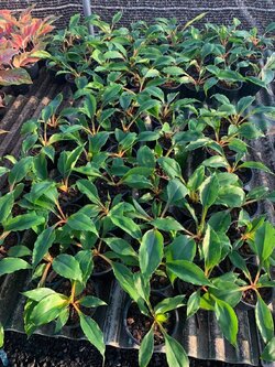 เศรษฐีก้านทอง