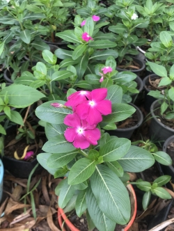 แพงพวย Rose Periwinkle ไม้ดอก