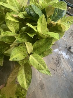 อโกลนีมา