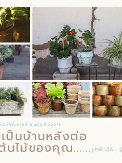 บริการรับซื้อต้นไม้ดอกไม้เก่า