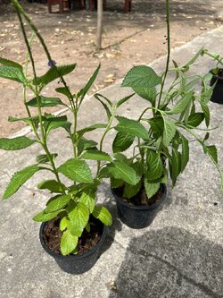 พันงูเขียว สมุนไพร Bastard Vervain