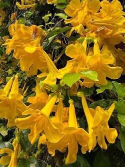 ิ่กิ่งเหลืองชัชวาลย์ Cat's claw trumpet ตัดสด