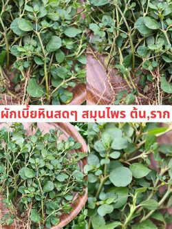 ต้นผักเบี้ยหิน black pigweed