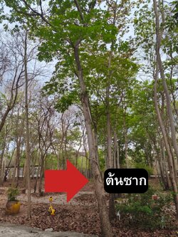 ต้นซาก Erythrophleum succirubrum Gagnep.