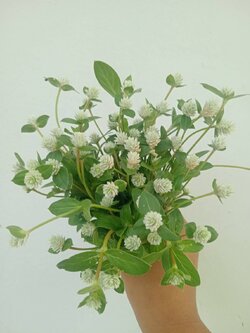 ดอกบานไม่รู้โรยป่าสด Wild globe everlasting