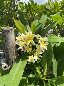ต้นลีลาวดี ต้นลั่นทม Plumeria ไม้ดอกยืนต้น