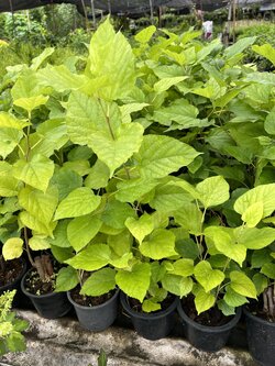 ต้นหม่อน มัลเบอร์รี่ Mulberry Tree, White Mulberry หม่อน,มอน , ซึมเฮียะ