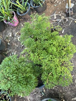 ต้นเล็บครุฑ เล็บครุฑทอดมัน Ming Aralia