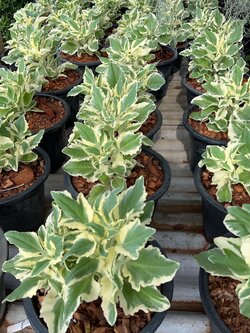 กุหลาบหินซากุระ กุหลาบหินด่าง Kalanchoe