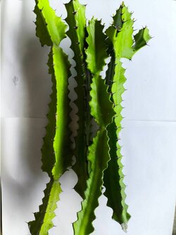 กิ่งกระบองเพชรตอสามเหลี่ยม ตอแคคตัส Cactus ไม้อวบน้ำ