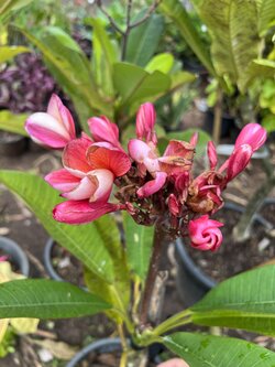 ต้นลีลาวดี แดงP33 Plumeria