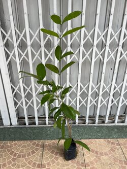 พุดพวงดวงใจ kopsia rosea