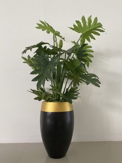 ต้นซานาดู ปลอม Philodendron xanadu