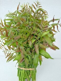 ยอดสะเดา Siamese neem tree สดใหม่ สะอาด