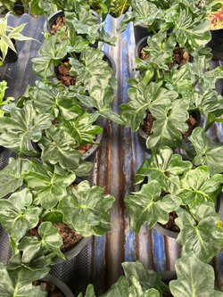 ฟิโลเดนดรอน มะละกอแคระ. Philodendron