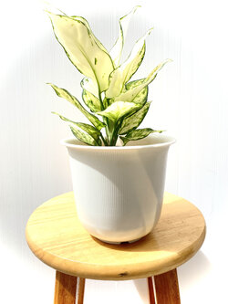 อโกลนีมา ซุปเปอร์ไวท์ Aglaonema Super White