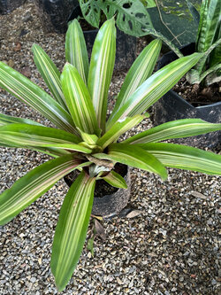 สับปะรดสี Bromeliad