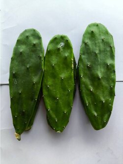 อาหารเต่า 15 ใบ โอพันเทีย ใบเสมา