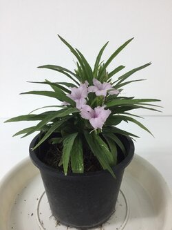 ฟ้าประทานพรแคระ สีม่วง Ruellia ต้อยติ่ง