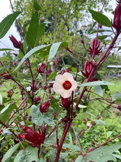 เมล็ดกระเจี๊ยบแดง กระเจี๊ยบแดง