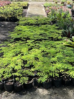 ต้นหางนกยูง peacock tree ไม้ยืนต้น