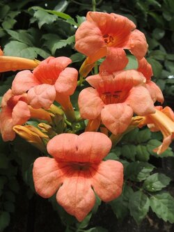 มธุรดา รุ่งอรุณ Red Trumpet Vine ไม้เลื้อย