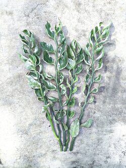 กิ่งแตงกวาน้อยนำโชค กวักเงินกวักทองใบด่าง