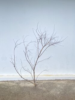 🌿 กิ่งไม้แห้งจริง Tree branch (เบอร์ 33)