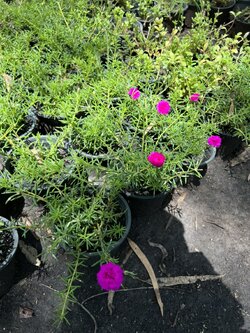 แพรเซี่ยงไฮ้ Portulaca ไม้ดอก อวบน้ำ