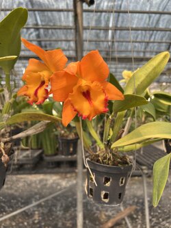 แคทลียา สีส้ม Cattleya hybrids