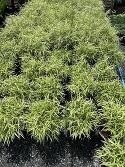 ไผ่เงิน ไผ่แมว Bamboo plant