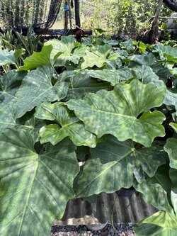 ฟิโลเดนดรอนหูช้าง Giant Philodendron