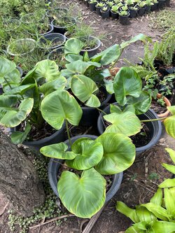 ต้นพัดโบกน้ำ พัดโบกริ้ว Homalomena ไม้ริมน้ำ ไม้มงคล