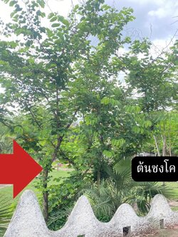 ต้นชงโค Bauhinia purpurea L.