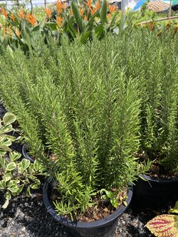 โรสแมรี่ Rosemary กระถาง 11 นิ้ว