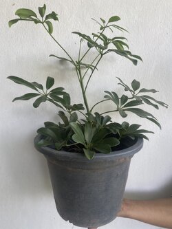 หนวดปลาหมึก Miniature umbrella