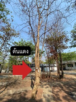 ต้นแดง Xylia xylocarpa