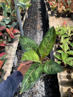 อโกลนีมา