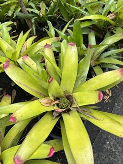 สับปะรดสี bromeliad Neo sun king