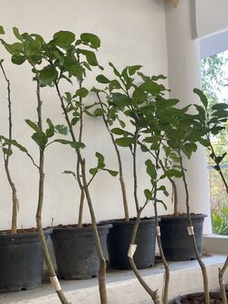 ต้นเกรปฟรุ้ตพันธุ์เนื้อแดง Red Grapefruit