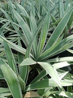 อากาเว่ อากาเว ป่านศรนารายณ์ อากาเว่ดาวกระจาย Agave อะกาเว่ อะกาเว อาเกรฟ