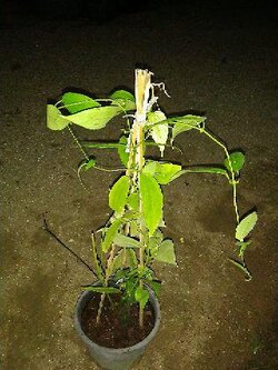 รางจืด Thunbergia laurifolia