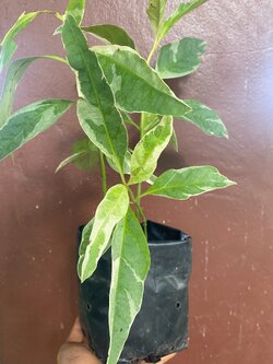 ต้นทองดอกบวบ Caricature Plant