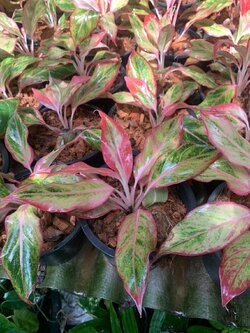 อโกลนีมา แสงเงินแสงทอง Siam Aurora