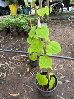 สร้อยอินทนิล blue trumpet vine